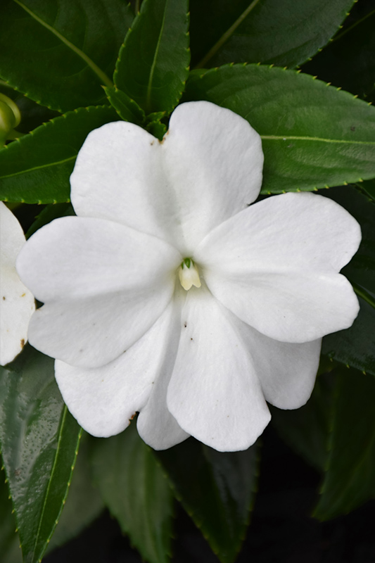 Sonic White New Guinea Impatiens (Impatiens 'Sonic White') at The Growing Place
