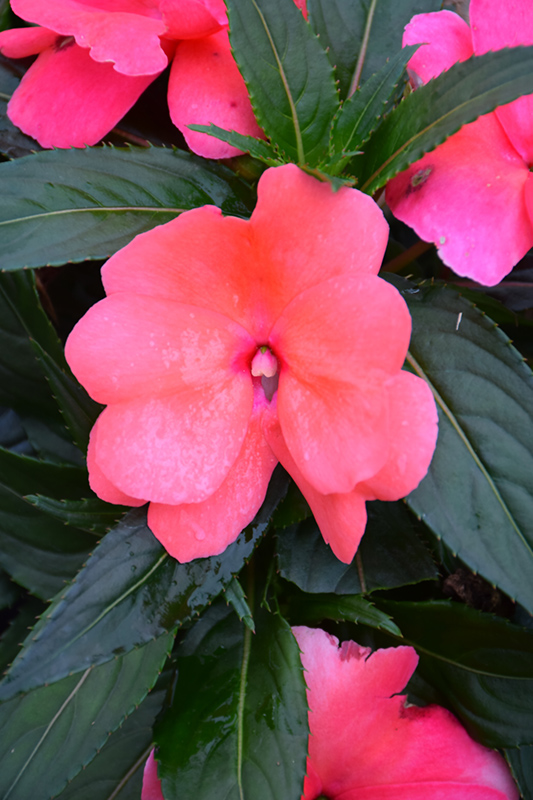 Sonic Salmon New Guinea Impatiens (Impatiens 'Sonic Salmon') at The Growing Place