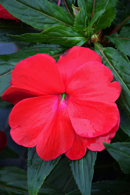 Sonic Red New Guinea Impatiens (Impatiens 'Sonic Red') at The Growing Place