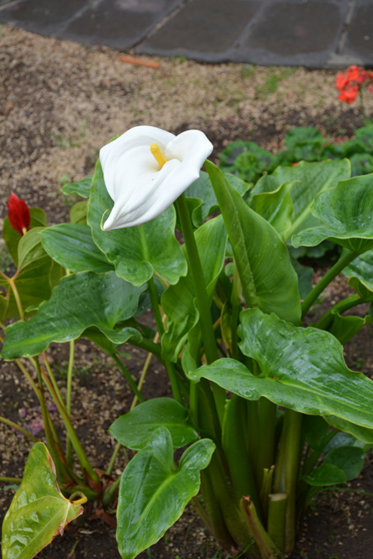 Calla Lily (Zantedeschia aethiopica) at The Growing Place