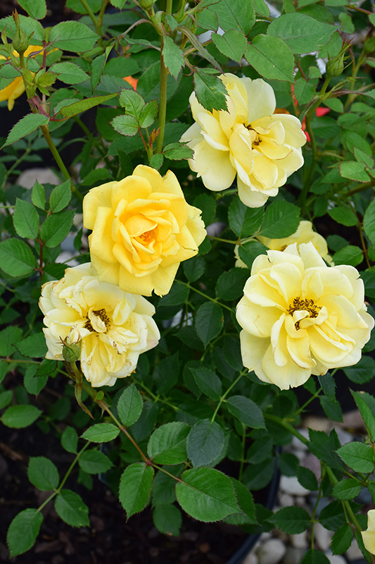 Lemon Drop Rose (Rosa 'WEKyegi') at The Growing Place