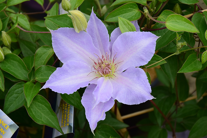 Tranquilite Clematis (Clematis 'Evipo111') at The Growing Place