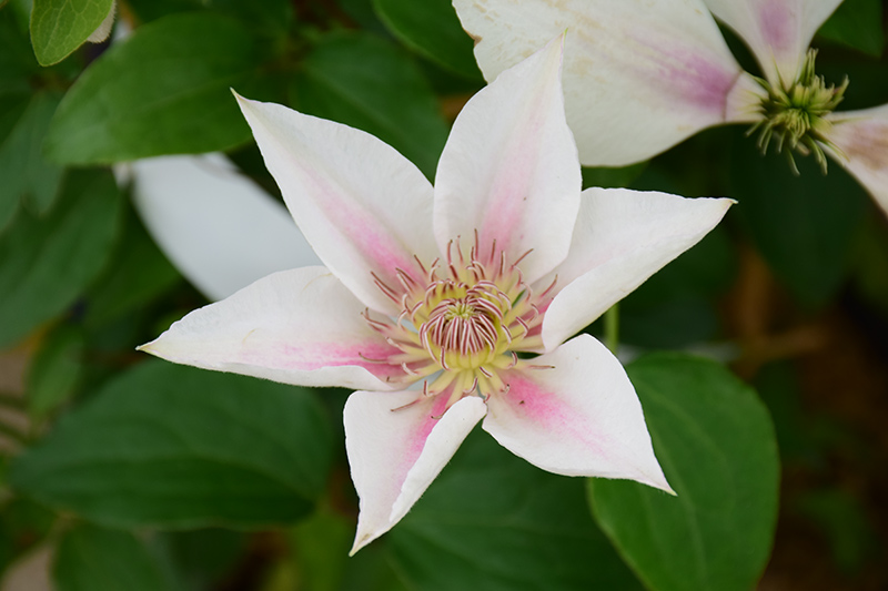 Corinne Clematis (Clematis 'Evipo063') at The Growing Place