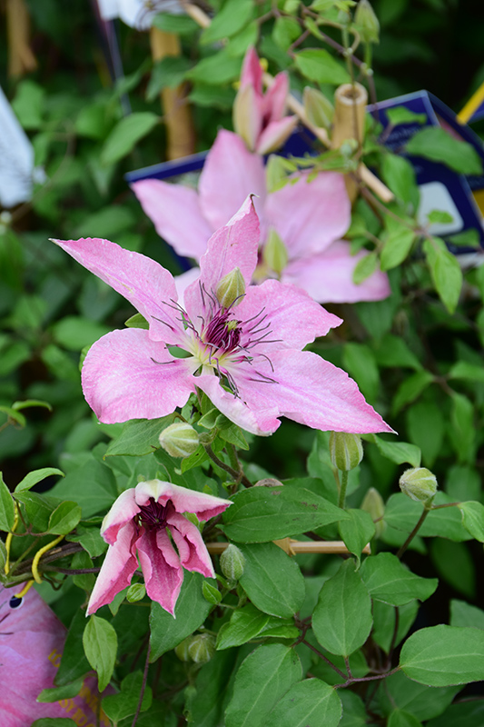 Sarah Elizabeth Clematis (Clematis 'Evipo098') at The Growing Place