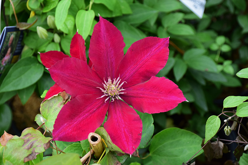 Rebecca Clematis (Clematis 'Rebecca') at The Growing Place