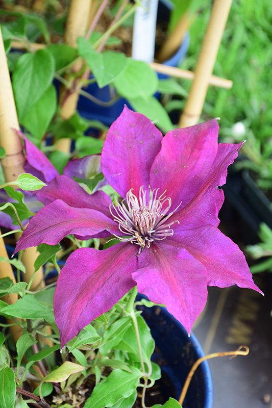 Picardy Clematis (Clematis 'Evipo024') at The Growing Place