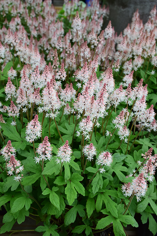 Spring Symphony Foamflower (Tiarella 'Spring Symphony') at The Growing Place
