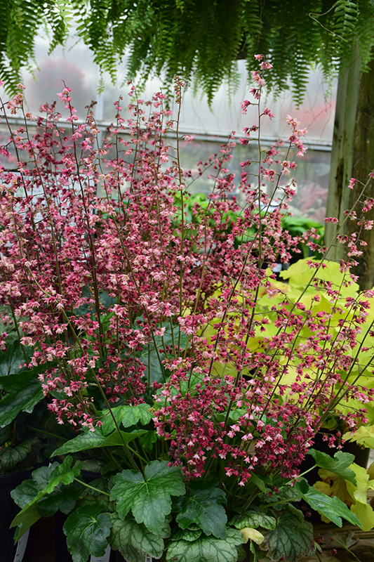 Berry Timeless Coral Bells (Heuchera 'Berry Timeless') at The Growing Place