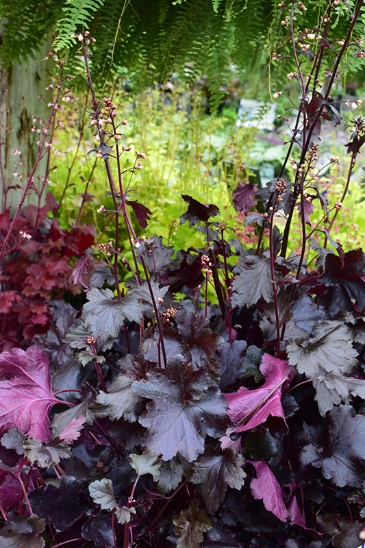 Black Pearl Coral Bells (Heuchera 'Black Pearl') at The Growing Place