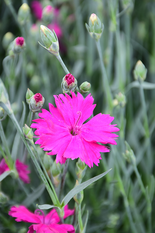 Neon Star Pinks (Dianthus 'Neon Star') at The Growing Place