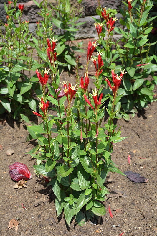 Little Redhead Indian Pink (Spigelia marilandica 'Little Redhead') at The Growing Place