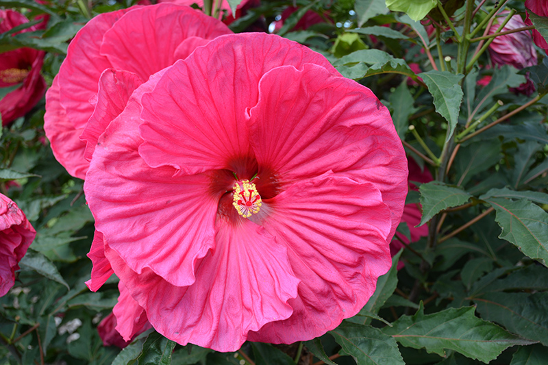 Summer In Paradise Hibiscus (Hibiscus 'Summer In Paradise') at The Growing Place