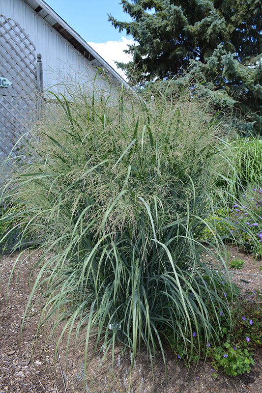 Northwind Switch Grass (Panicum virgatum 'Northwind') at The Growing Place