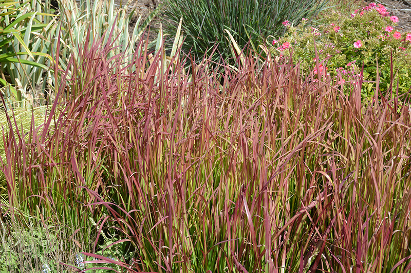 Red Baron Japanese Blood Grass (Imperata cylindrica 'Red Baron') at The Growing Place