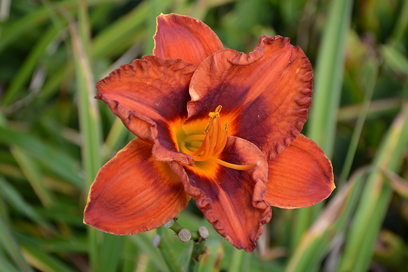 Mighty Chestnut Daylily (Hemerocallis 'Mighty Chestnut') at The Growing Place