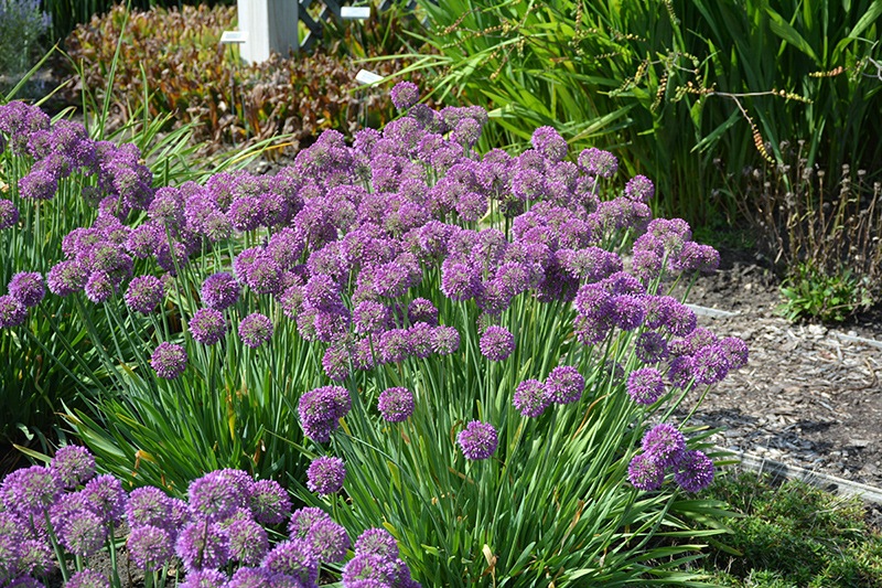 Lavender Bubbles Ornamental Onion (Allium 'Lavender Bubbles') at The Growing Place
