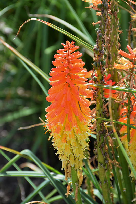 Pyromania Backdraft Torchlily (Kniphofia 'Backdraft') at The Growing Place