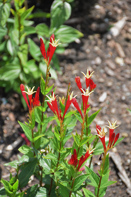Little Redhead Indian Pink (Spigelia marilandica 'Little Redhead') at The Growing Place