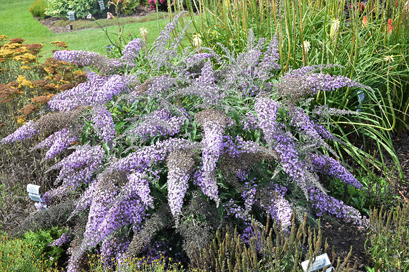 Grand Cascade Butterfly Bush (Buddleia 'Grand Cascade') at The Growing Place