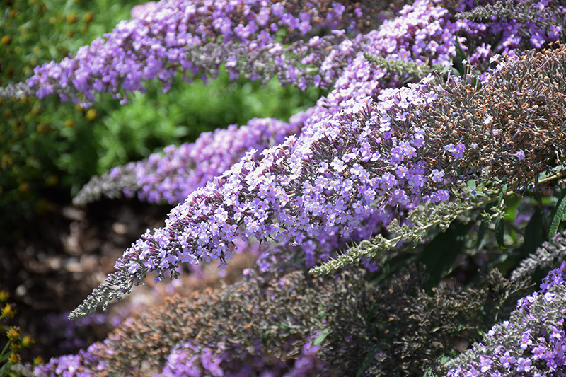 Grand Cascade Butterfly Bush (Buddleia 'Grand Cascade') at The Growing Place