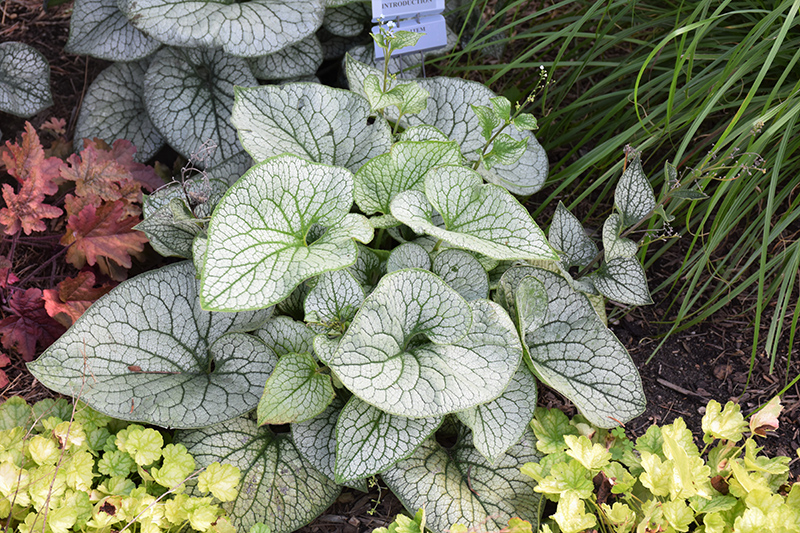 Queen of Hearts Bugloss (Brunnera macrophylla 'Queen of Hearts') at The Growing Place