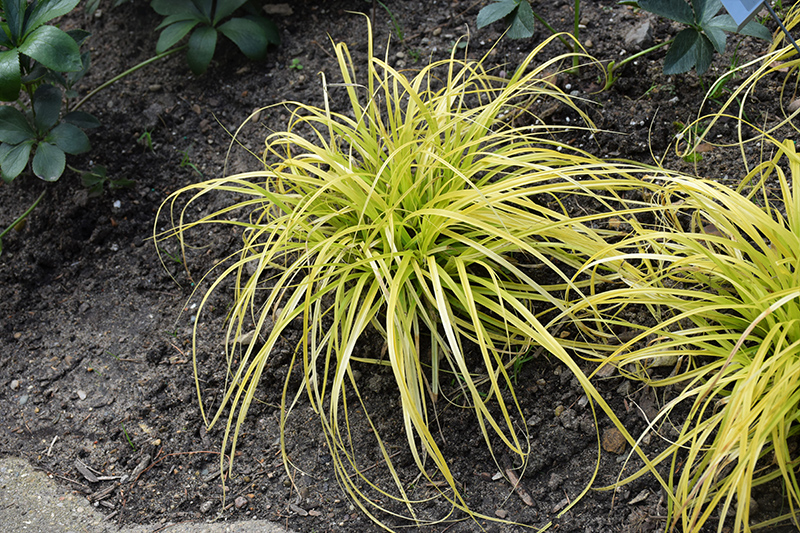 EverColor Everillo Japanese Sedge (Carex oshimensis 'Everillo') at The Growing Place