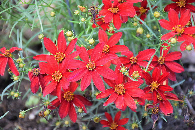 Sizzle And Spice Hot Paprika Tickseed (Coreopsis verticillata 'Hot Paprika') at The Growing Place