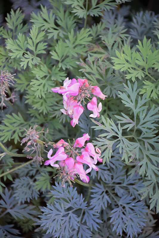 Pink Diamonds Fern-leaved Bleeding Heart (Dicentra 'Pink Diamonds') at The Growing Place