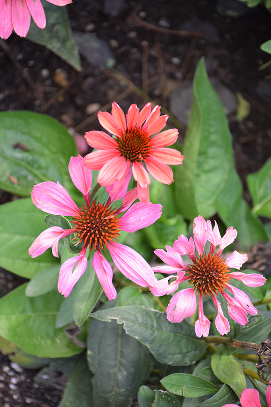 Eye-Catcher Coral Craze Coneflower (Echinacea 'Coral Craze') at The Growing Place