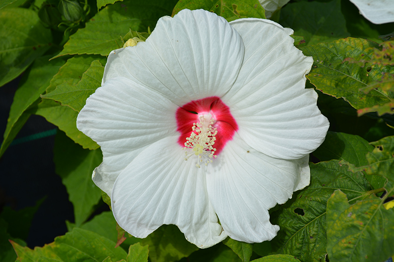 Luna White Hibiscus (Hibiscus moscheutos 'Luna White') at The Growing Place