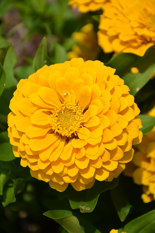 Preciosa Yellow Zinnia (Zinnia 'Preciosa Yellow') at The Growing Place