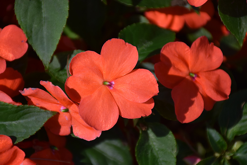 Beacon Salmon Impatiens (Impatiens walleriana 'PAS1357835') at The Growing Place
