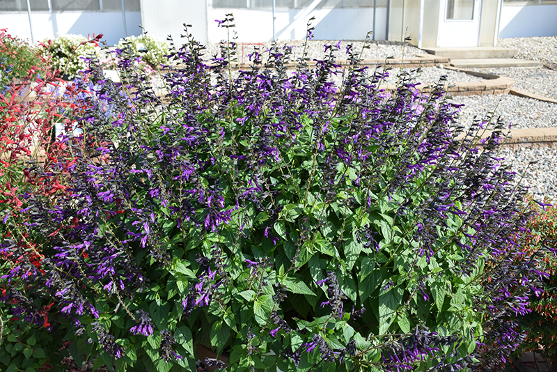 Purple & Bloom Sage (Salvia 'Purple & Bloom') at The Growing Place