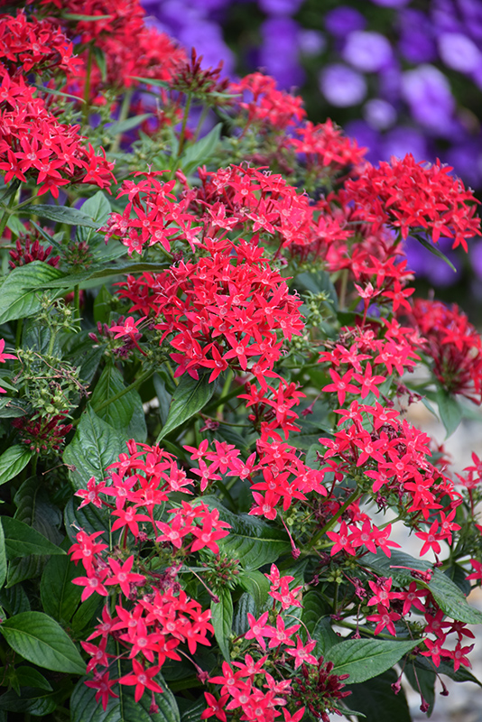 Lucky Star Lipstick Star Flower (Pentas lanceolata 'PAS1357699') at The Growing Place