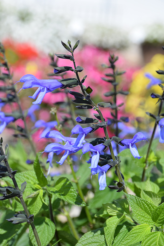 Rockin' Blue Suede Shoes Salvia (Salvia 'BBSAL01301') at The Growing Place