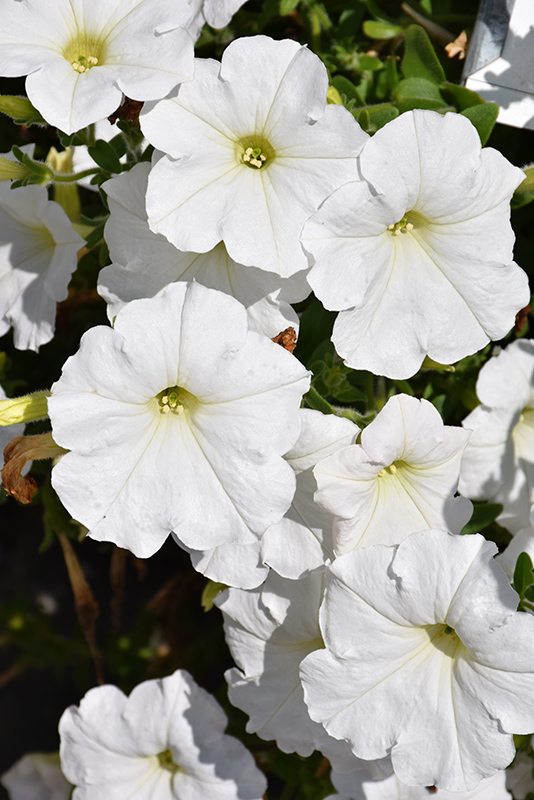 Easy Wave White Petunia (Petunia 'Easy Wave White') at The Growing Place