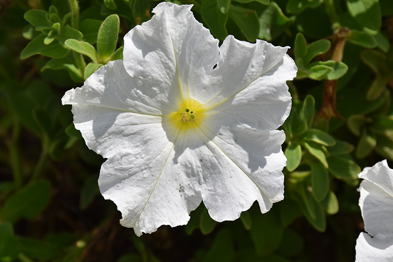 Pretty Flora White Petunia (Petunia 'Pretty Flora White') at The Growing Place