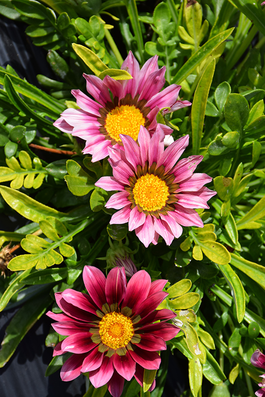 New Day Clear Pink Shades (Gazania 'New Day Pink Shades') at The Growing Place