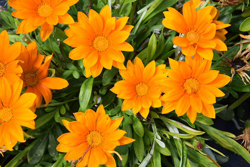 New Day Clear Orange Gazania (Gazania 'New Day Clear Orange') at The Growing Place