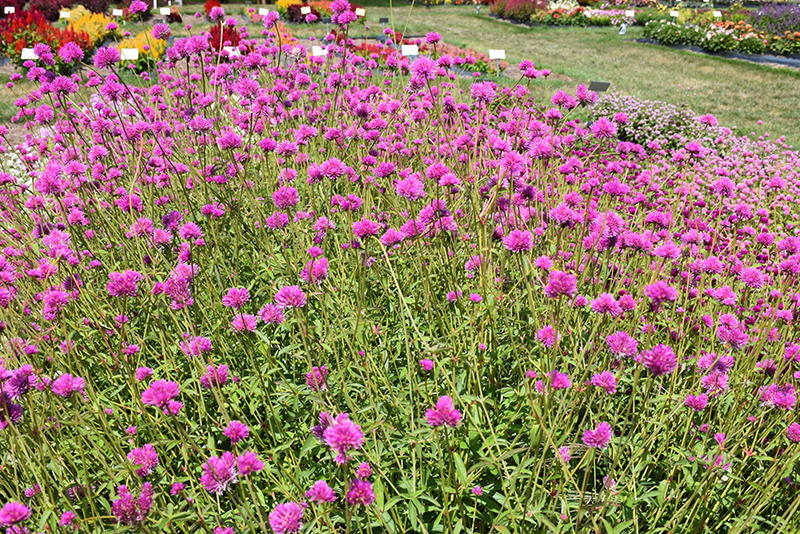 Fireworks Gomphrena (Gomphrena pulchella 'Fireworks') at The Growing Place