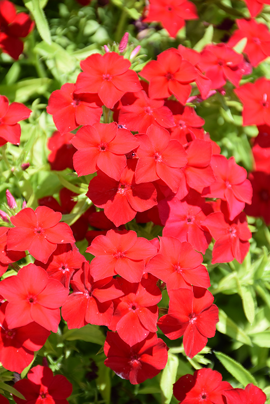 Intensia Red Hot Annual Phlox (Phlox 'DPHLOX911') at The Growing Place