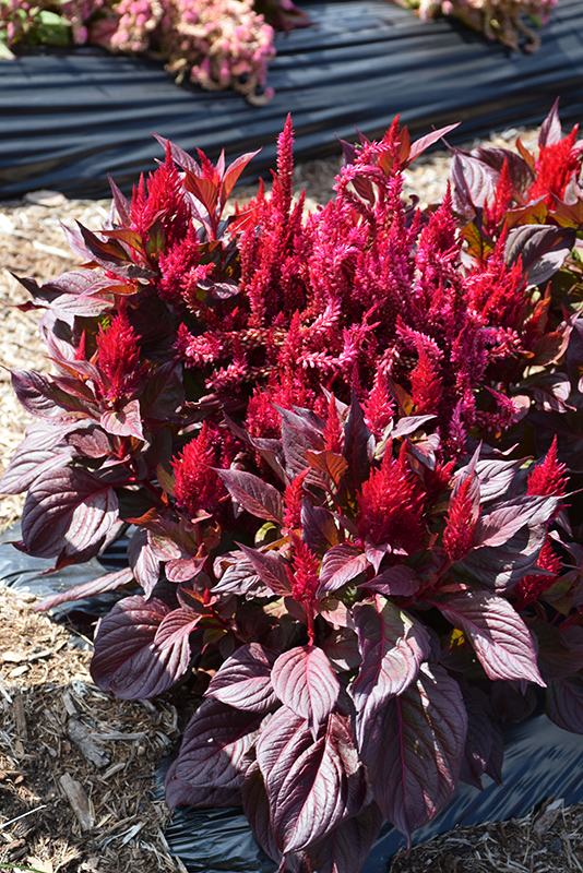 New Look Celosia (Celosia plumosa 'New Look') at The Growing Place