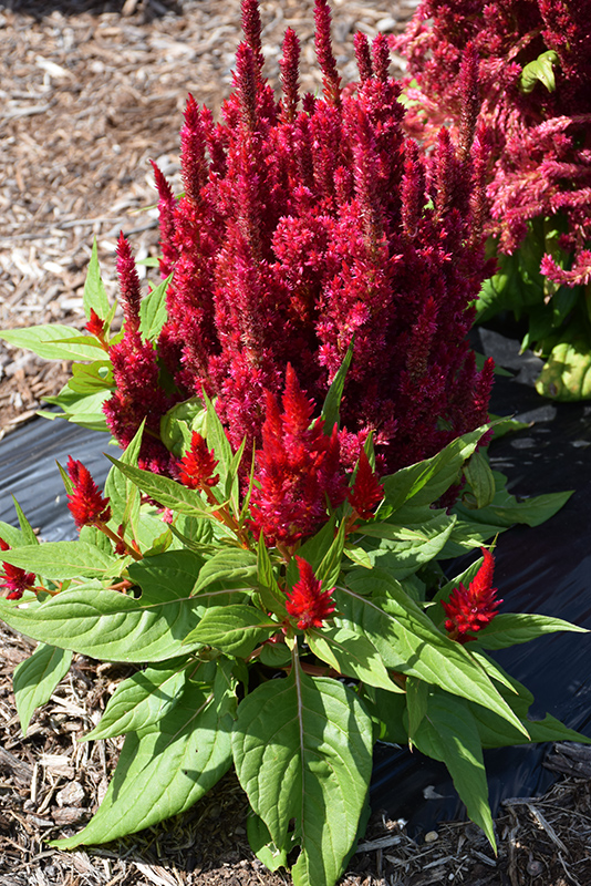Fresh Look Red Celosia (Celosia 'Fresh Look Red') at The Growing Place