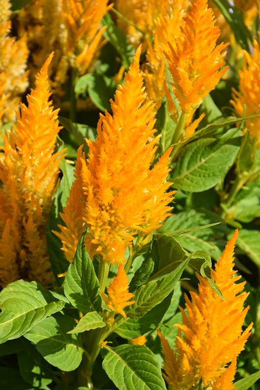 Fresh Look Gold Celosia (Celosia 'Fresh Look Gold') at The Growing Place