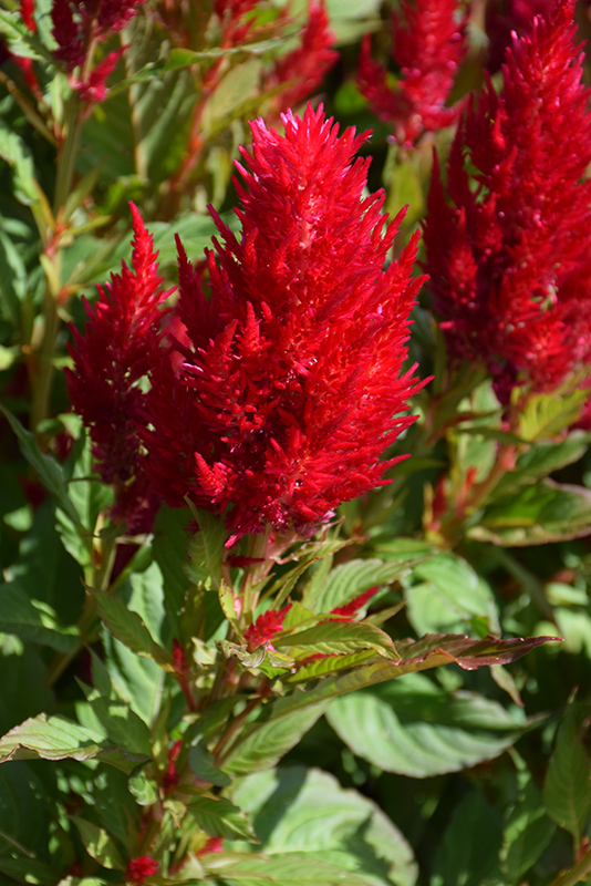 Kelos Fire Red Celosia (Celosia 'Kelos Fire Red') at The Growing Place