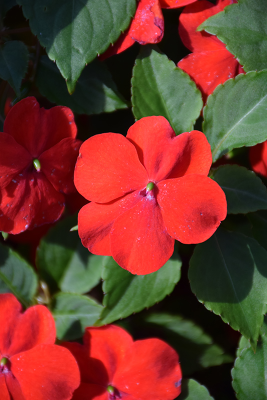 Beacon Bright Red Impatiens (Impatiens walleriana 'PAS1413665') at The Growing Place
