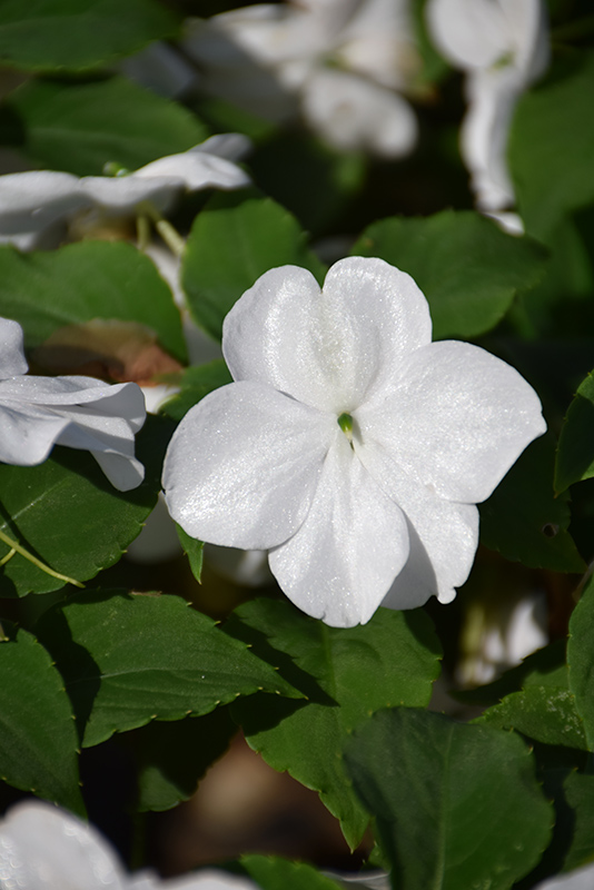 Beacon White Impatiens (Impatiens walleriana 'PAS1357832') at The Growing Place