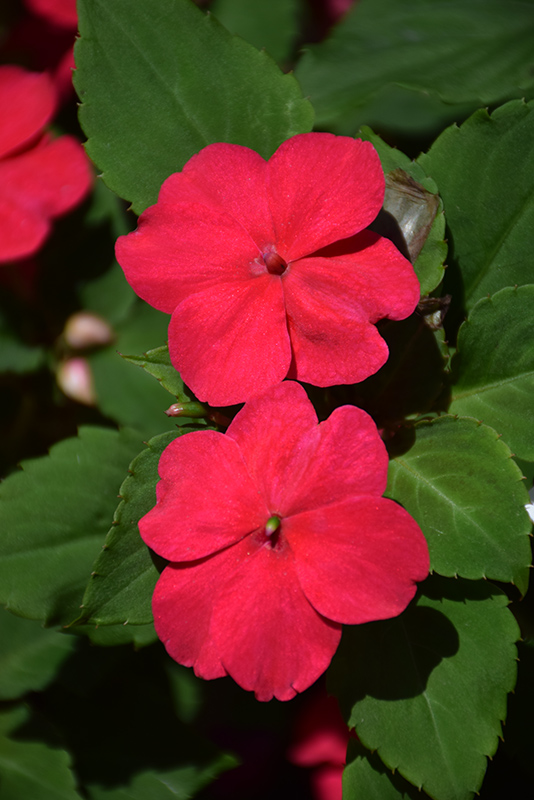 Imara XDR Rose Impatiens (Impatiens walleriana 'Imara XDR Rose') at The Growing Place