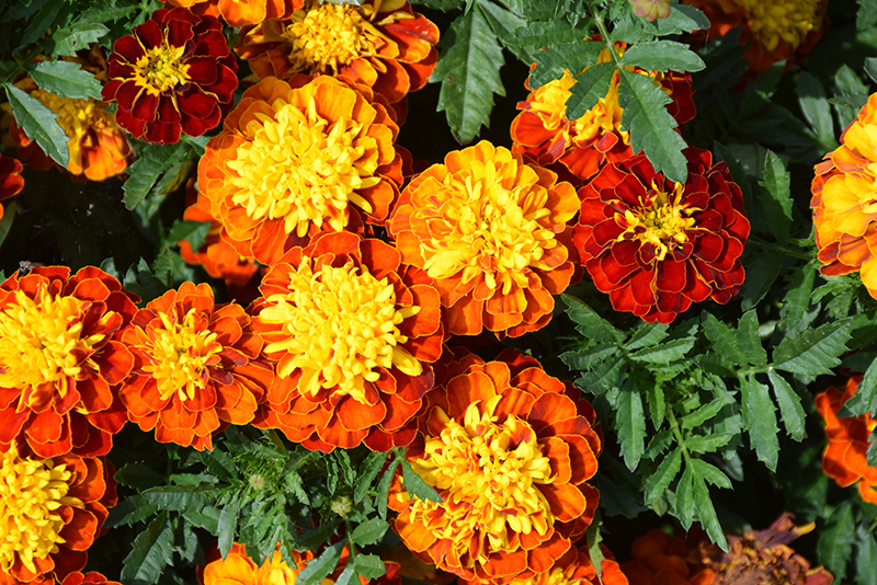 Super Hero Spry Marigold (Tagetes patula 'Super Hero Spry') at The Growing Place