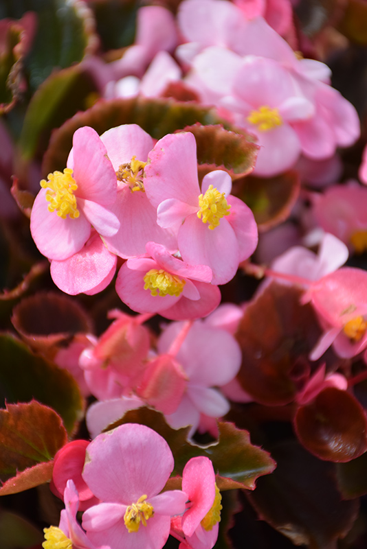 Cocktail Brandy Begonia (Begonia &amp;#39;Cocktail Brandy&amp;#39;) in Naperville ...